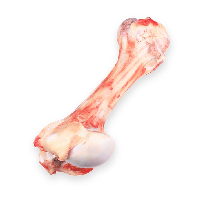قلم گوساله عددی